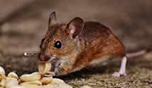 24 Hour & Emergency Exterminators in Skokie, IL
